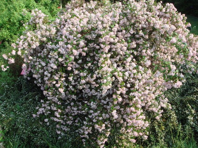 Deutzia x elegantissima 'Rosealind'